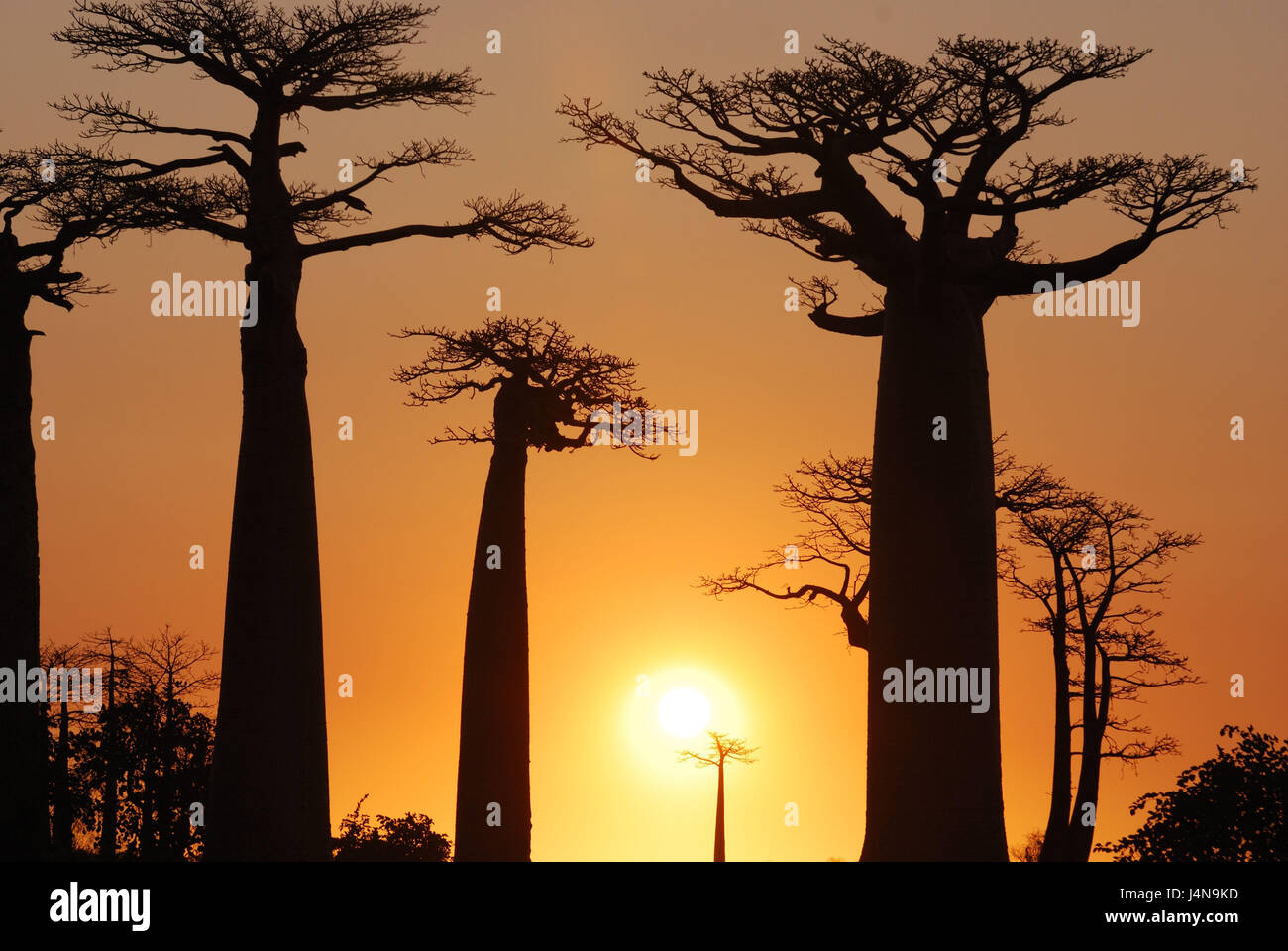 Avenue de Baobabs, Morondava, Affenbrotbäume, Sonnenuntergang, Madagaskar, Stockfoto