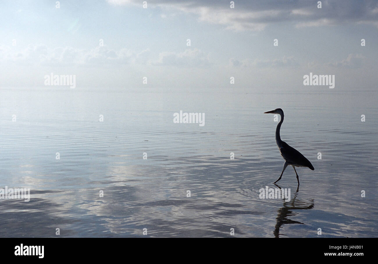 Gemeinsamen Reiher, grauer Reiher, Ardea Cinerea, Stockfoto