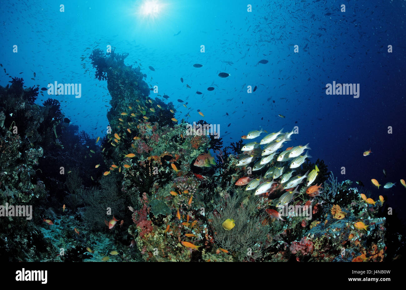 Korallenriffe, Fische, Stockfoto