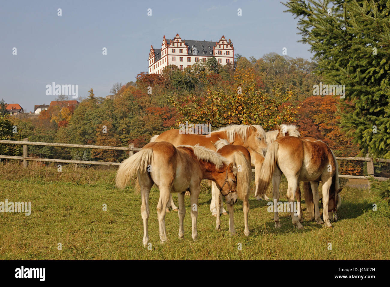 Deutschland, Hessen, Ode Holz, Fisch Bach Tal Schloss hellen Berg, Fahrerlager, Haflinger, Hill, Schloss, Schloss Gebäude, Struktur, Architektur, Ort von Interesse, Reiseziel, Tourismus, Holz, Bäume, herbstliche, Landschaft Museum, Weide, Gürtel, Tiere, Pferde, die Pferderennen, des Pferdes konzentriert, fokussiert, nutzen Tiere, halten von Haustieren, angebracht, die Art Stockfoto