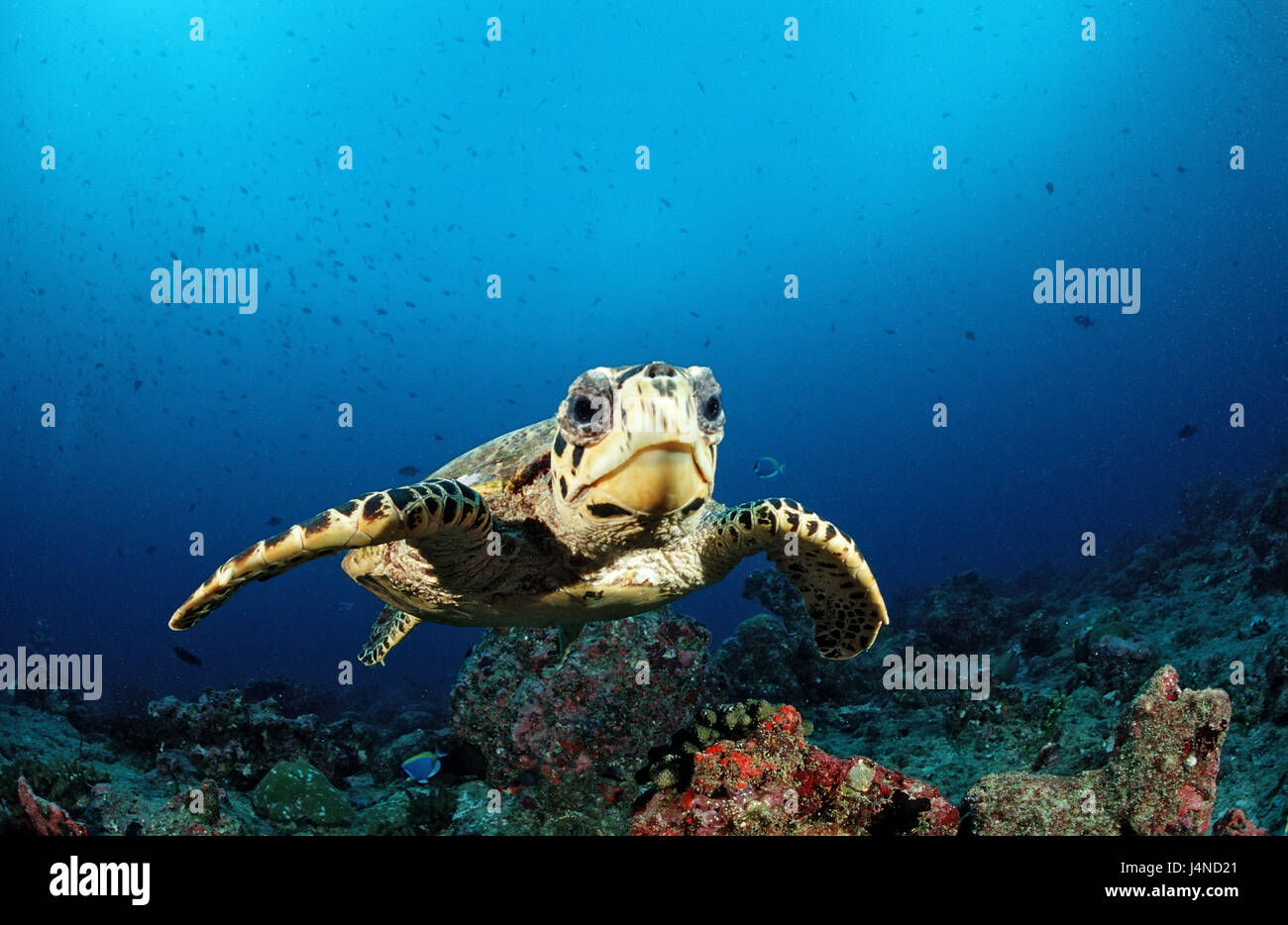 Echte Karettschildkröte, Eretmochelys Imbricata, Stockfoto