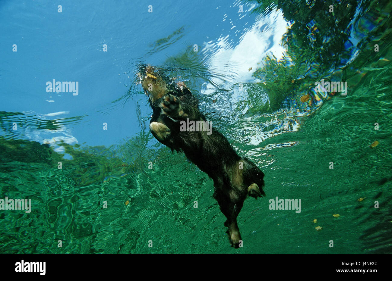 Hund, Dackel, Schwimmen, Unterwasser Aufnahme, Stockfoto