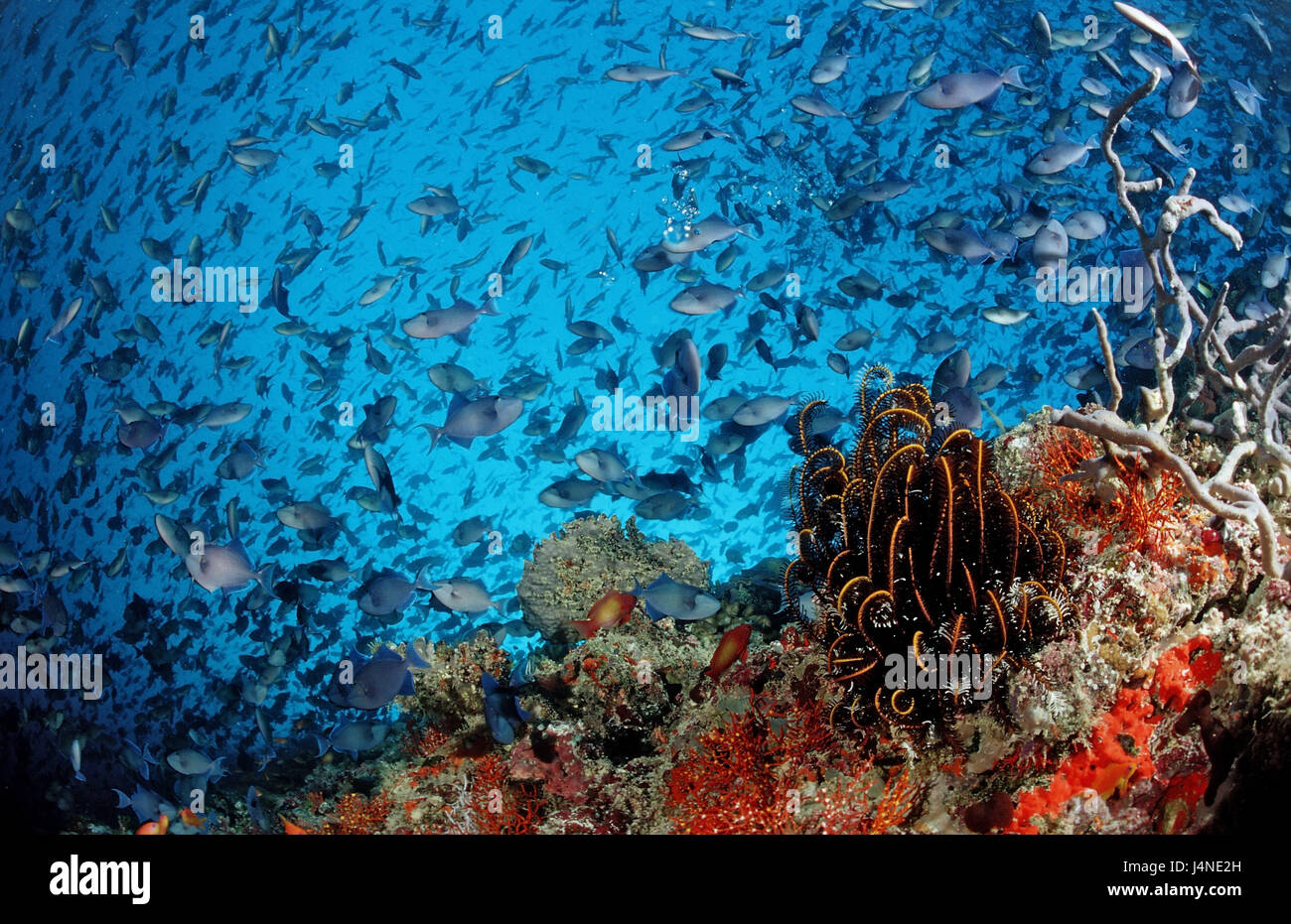 Korallenriff, Fisch-Traum, Rotz Urvater Drucktaste Fisch, Odonus Niger, Stockfoto