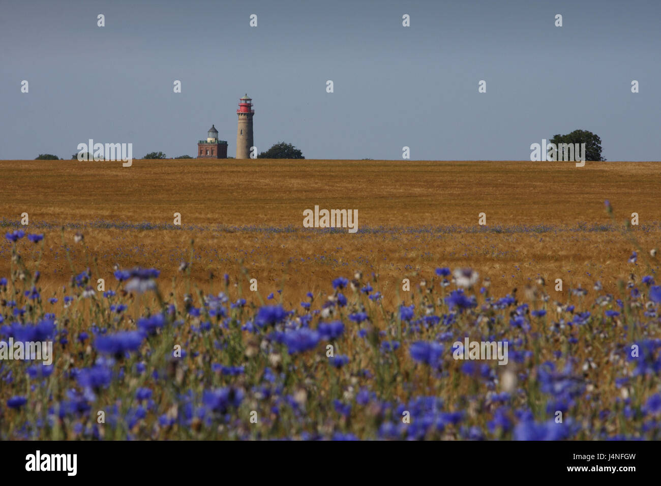 Getreide, Feld, Kornblumen, Unschärfe, Vordergrund, Horizont, Leuchtturm, Bäume, Himmel, blau, wolkenlos, Kap Arkona, Rügen, Mecklenburg-Vorpommern, Deutschland Stockfoto