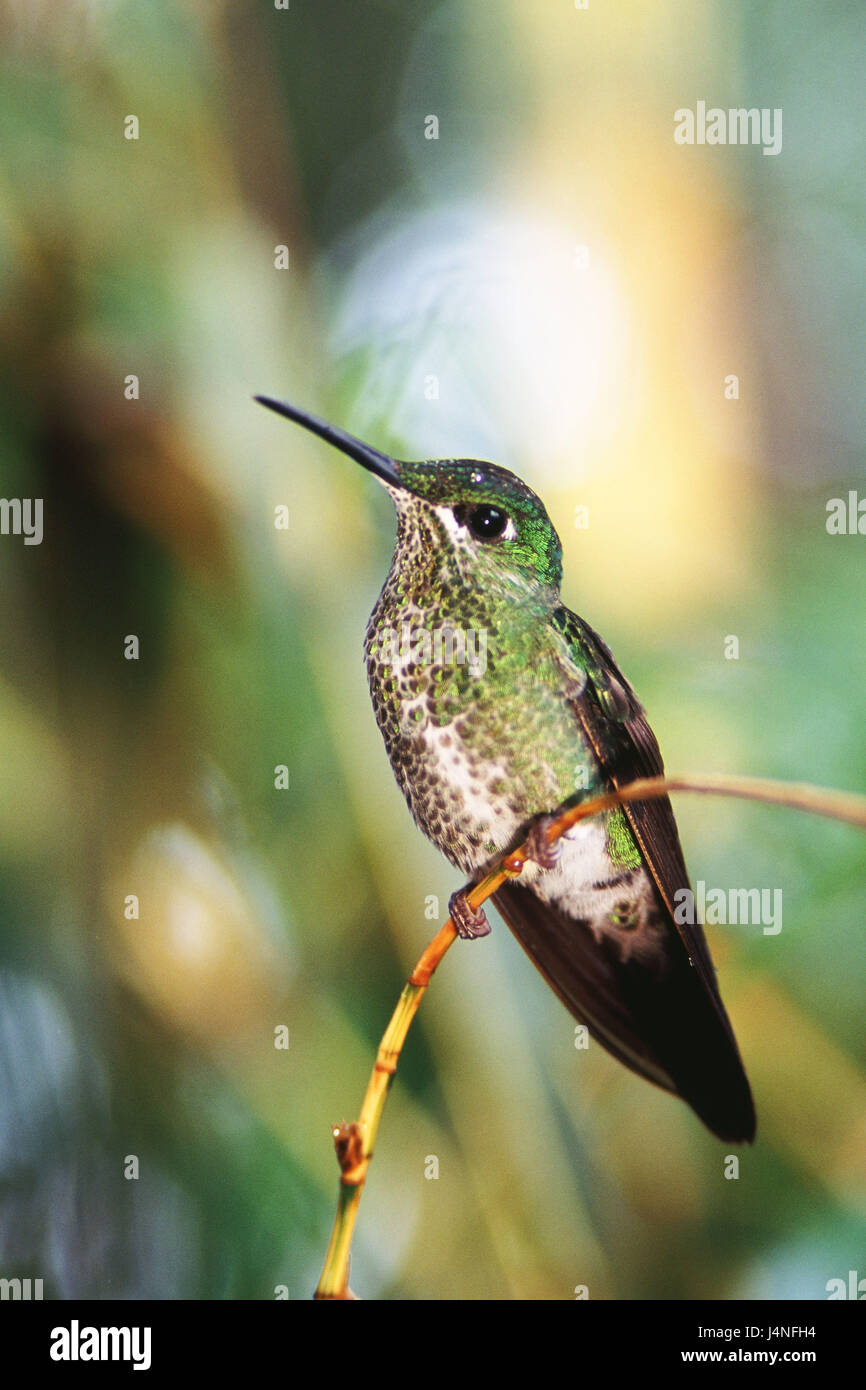 Kolibri, Heliodoxa Jacula, brillante Kolibri grün Stirn, Erwachsene, ausgewachsenen, Frauen, Natur, Tierwelt, Tier, wildes Tier, Vogel, Ave, Kolibri, Trochilidae, wachsam, Wachsamkeit, bunt, bunt, bunt, schön, anzeigen, Blick, schüchtern, Helligkeit, brillant, Gefieder, langen Schnabel, Amerika, Mittelamerika, Costa Rica, Poas, Zweig, sitzt, Ganzkörper, Stockfoto