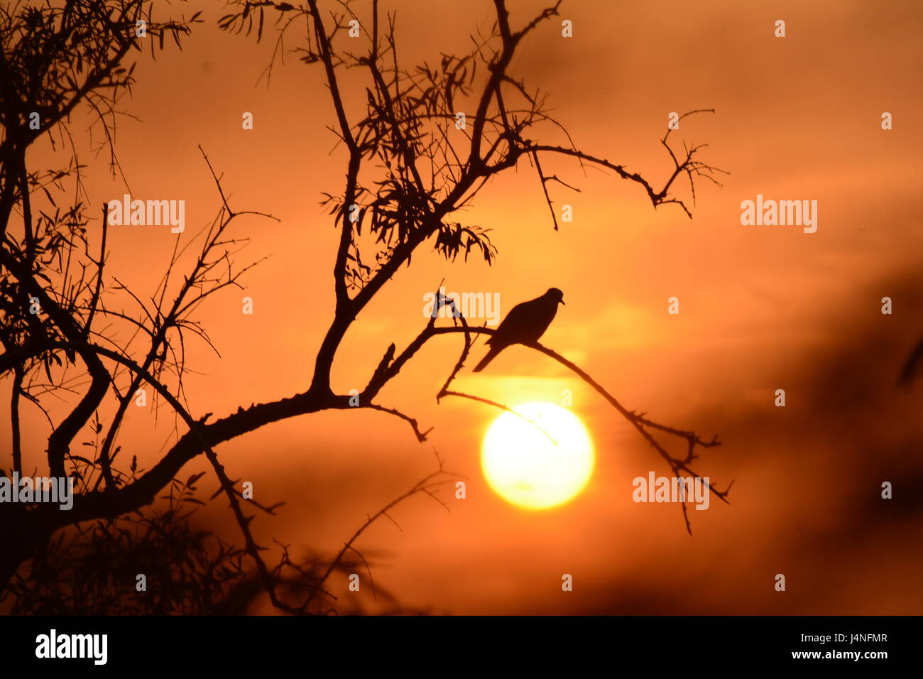 AM ABEND SONNENSCHEIN SILHOUETTE Stockfoto