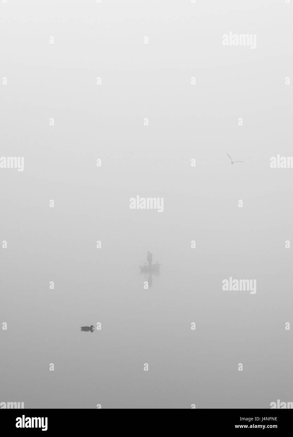 See, Nebel, Silhouette, Fischerboot, Ente, Wasser, Menschen, Person, oar Boot, Tier, düster, trostlos, Nebelschwaden, geheimnisvoll, unerkannt, Leerzeichen kopieren, Stockfoto