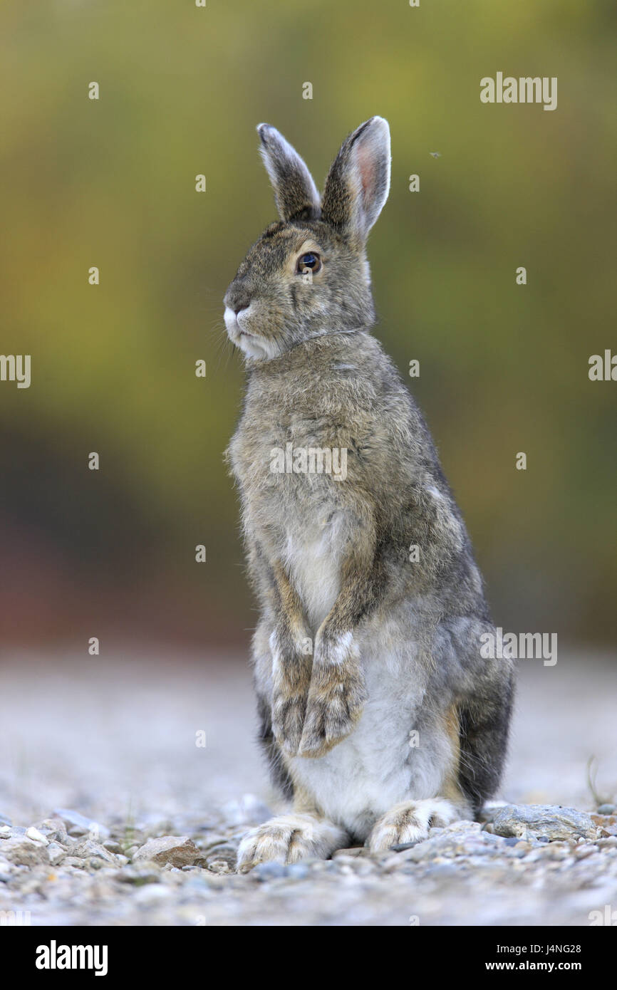 USA, Alaska, Zentralalaska, Denali National Park, Schnee Schuh-Hasen, Lepus Americanus, Wachsamkeit, Stockfoto