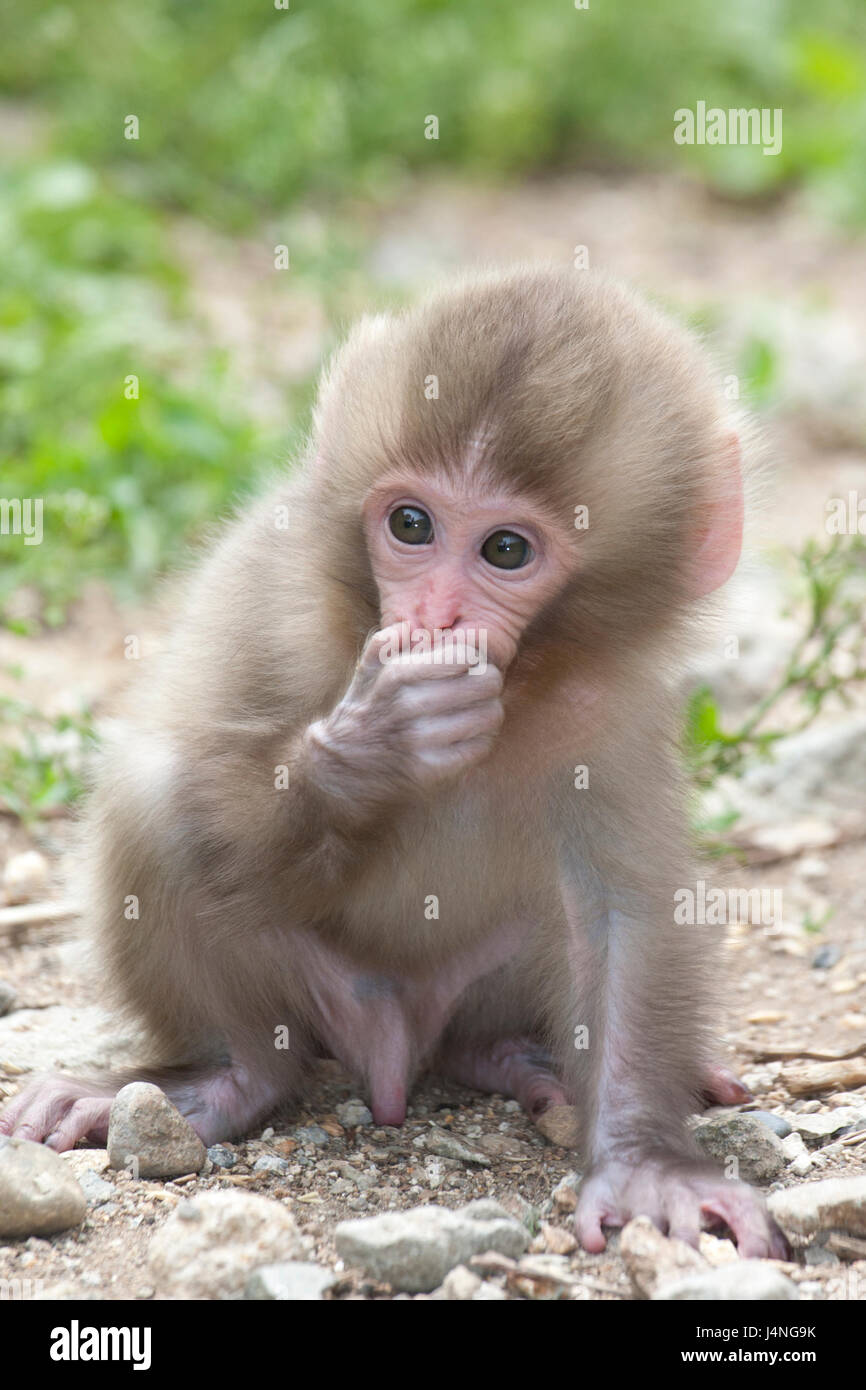 Japanischen Makaken (Macaca Fuscata) Baby hält Hand über Mund Stockfoto