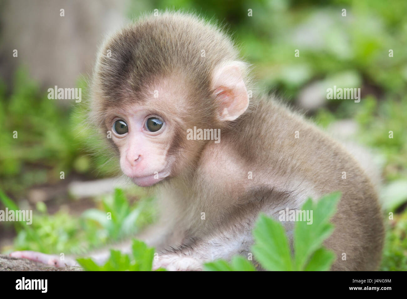 Japanischen Makaken (Macaca Fuscata) Stockfoto