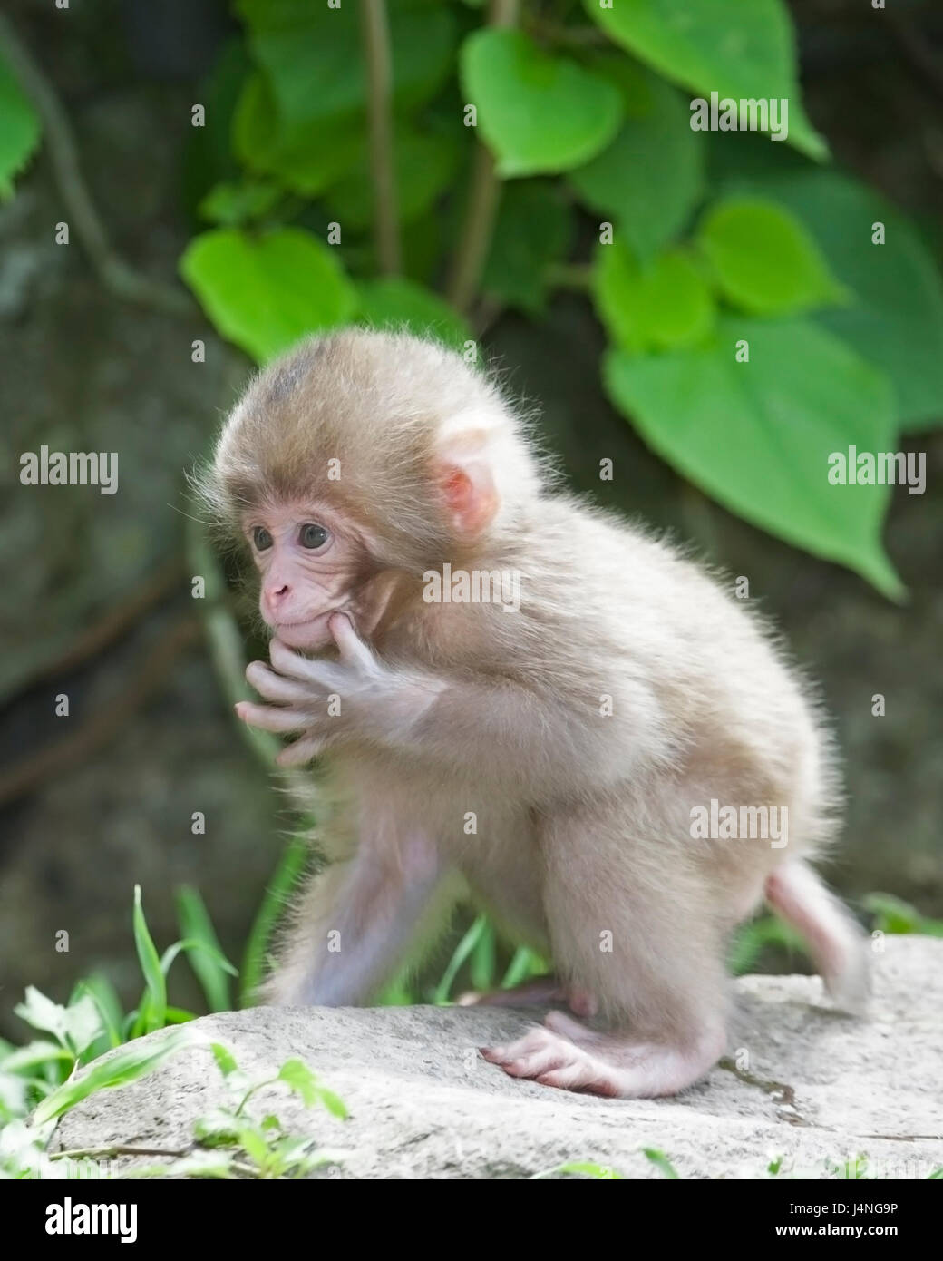 Japanischen Makaken (Macaca Fuscata) Baby halten Kinn Stockfoto