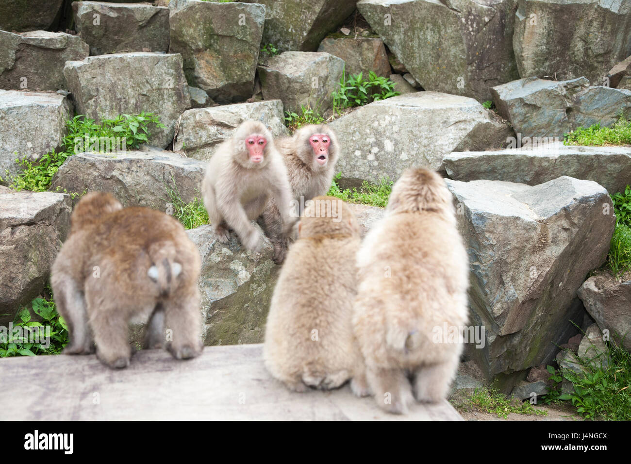 Japanischen Makaken (Macaca Fuscata), zwei verfeindeten Gruppen einander anschreien Stockfoto