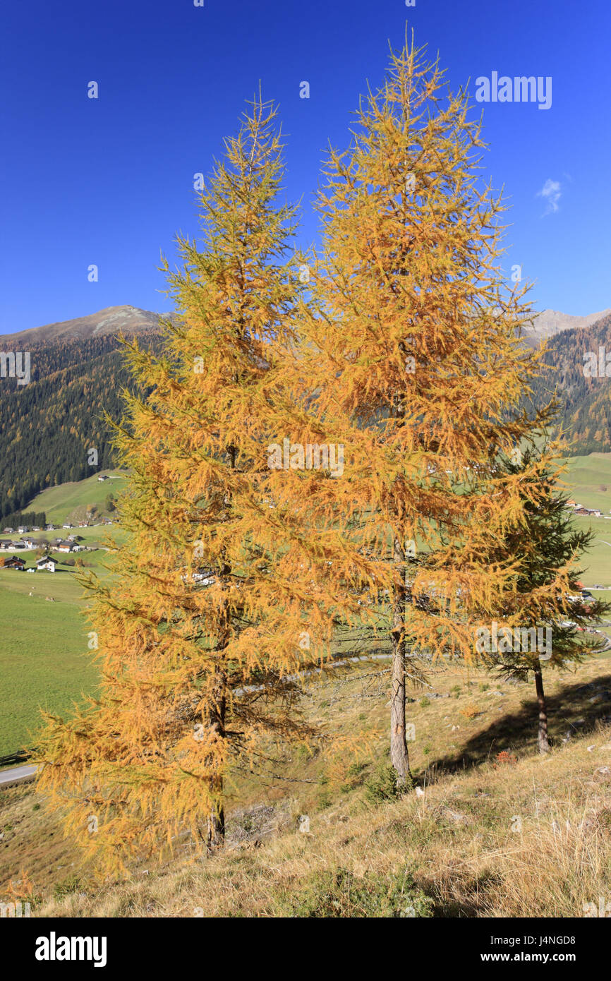 Italien, Südtirol, Gsiesertal, St. Magdalena, Lärchen, Berglandschaft, Herbst, Stockfoto