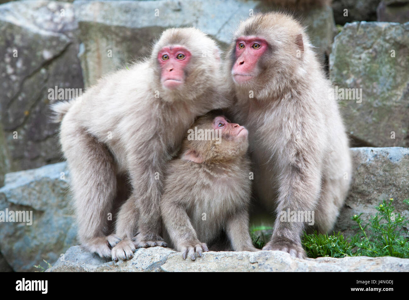 Familie der japanischen Makaken (Macaca Fuscata) starrte auf eine andere Gruppe von Affen bei gleichzeitigem Schutz der jüngeren Affen Stockfoto
