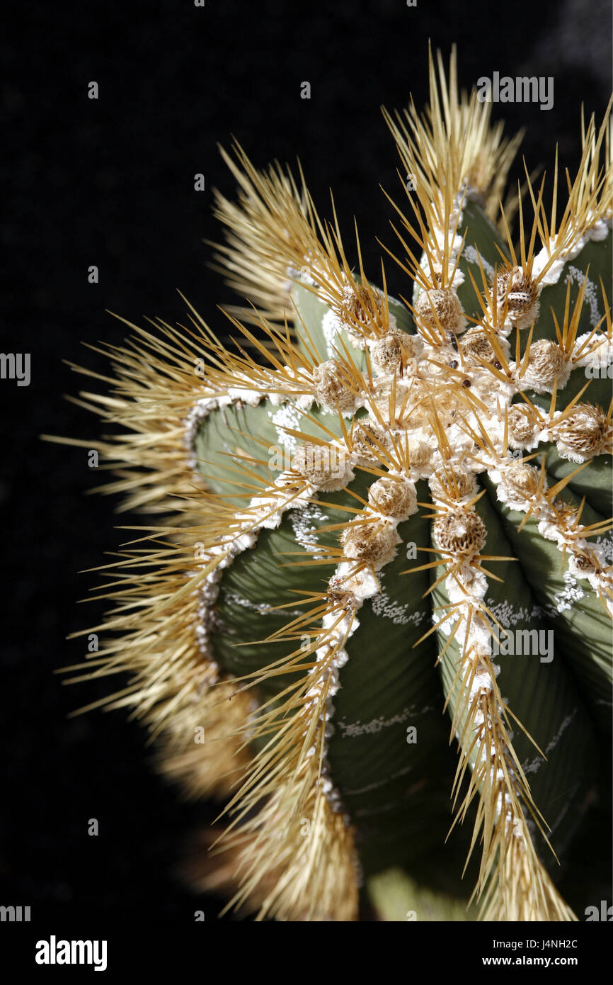 Mexiko, Hidalgo, Kaktus, Cactaceae Astrophytum Ornatum, Nahaufnahme, Stockfoto