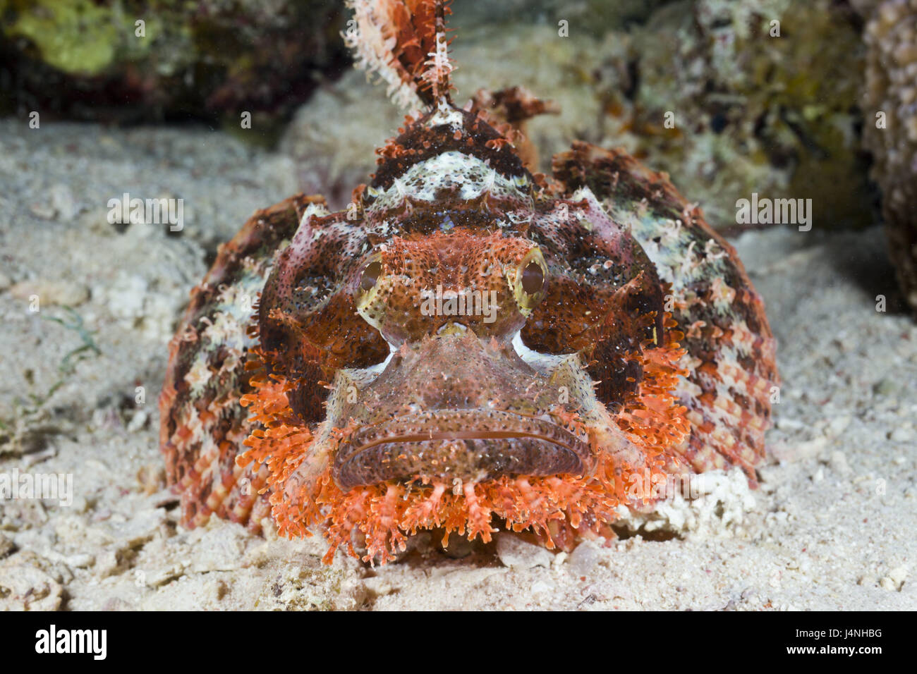 Bärtiger Drachenkopf, Scorpaenopsis Oxycephalus, Nuweiba, Ägypten, Sinai, Tier, Fisch, Meeresfische, die Drachenköpfe, poison Sting, hinteren Stachel, giftig, toxisch, reef, Korallenriff, Stockfoto