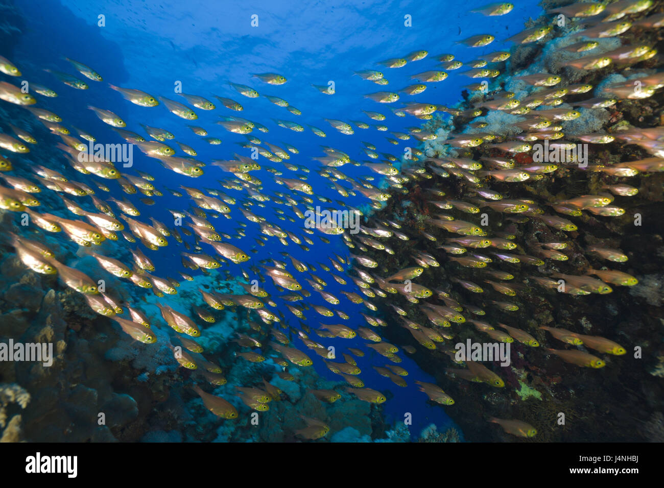 Korallenriff, Glasfische, beginnt Ransonneti, Ägypten, Tiere, Fische, marine Fische, Fisch-Traum, Traumfisch, Unterwasser Aufnahme, Riff, Korallen, Stockfoto