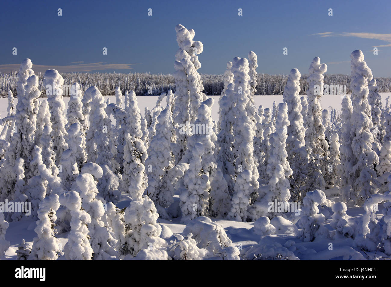 Nordamerika, Kanada, Yukon-Territorium, Winterlandschaft, Stockfoto