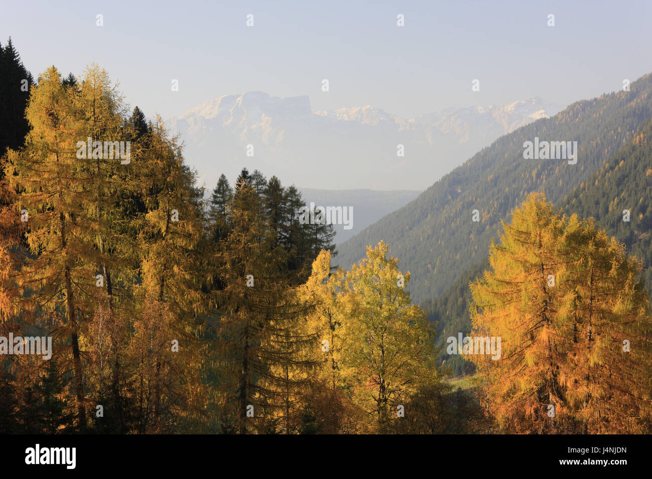 Italien, Südtirol, Gsiesertal, Lärchen, Dolomiten, Herbst, Stockfoto