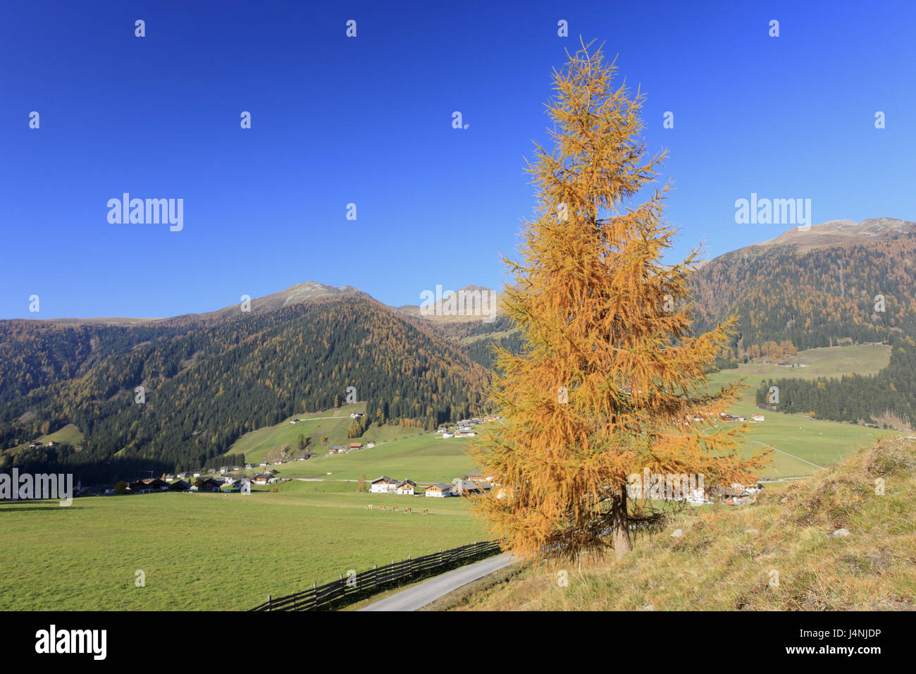 Italien, Südtirol, Gsiesertal, St. Magdalena, Lärche, Berglandschaft, Herbst, Stockfoto