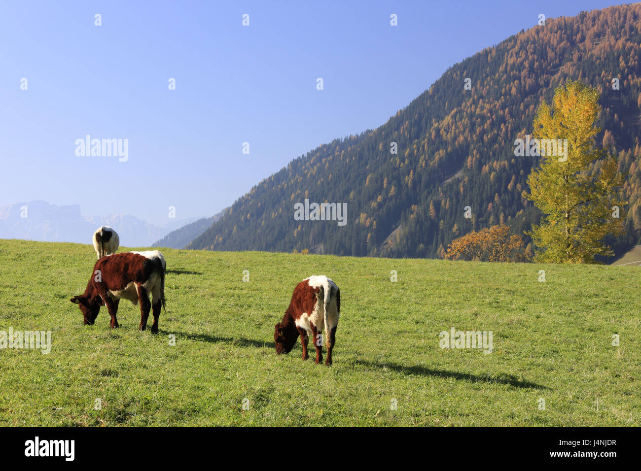 Italien, Südtirol, Gsiesertal, St. Magdalena, Kühe, Weide, Stockfoto