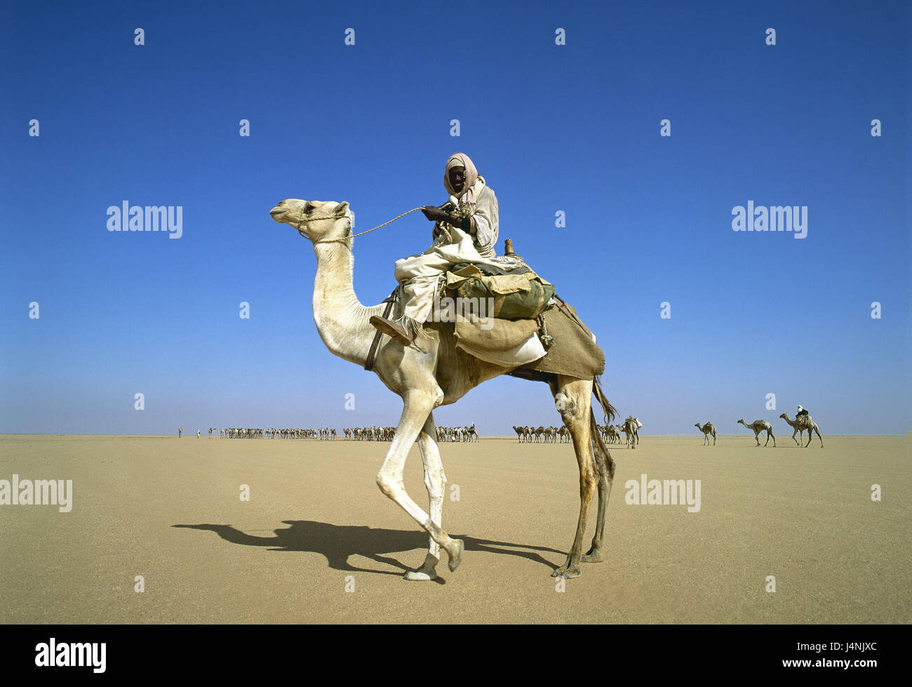 Ägypten, Sahara, Kamel-Karawane, Wüste, Sand, Menschen, Berber, Kamele, blutet, Fahrt, Dromedar, Kamel, Wohnwagen, wilde Einwohner, transport, traditionell, Menschen, Stockfoto