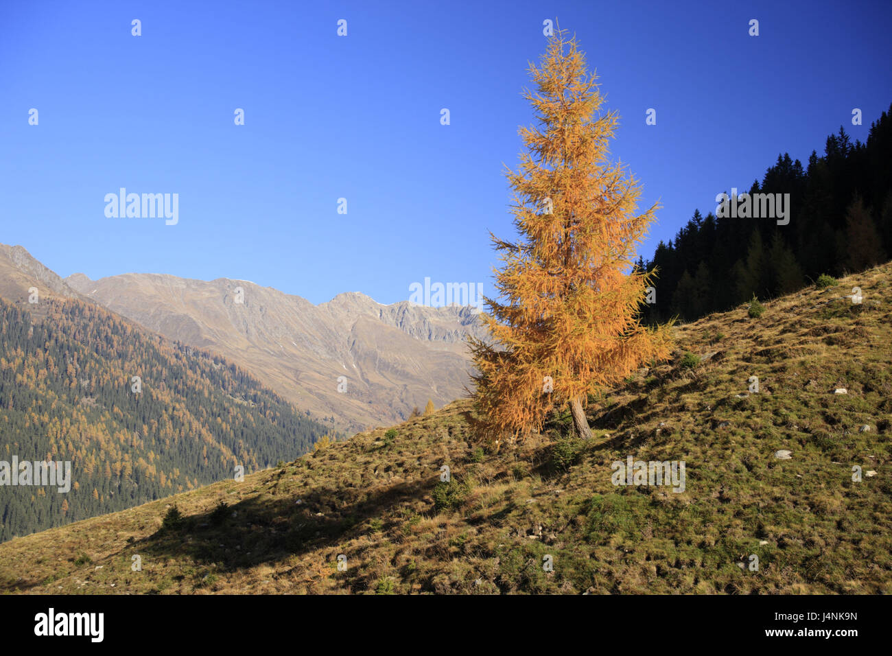 Italien, Südtirol, Gsiesertal, St. Magdalena, Lärche, Berglandschaft, Herbst, Stockfoto