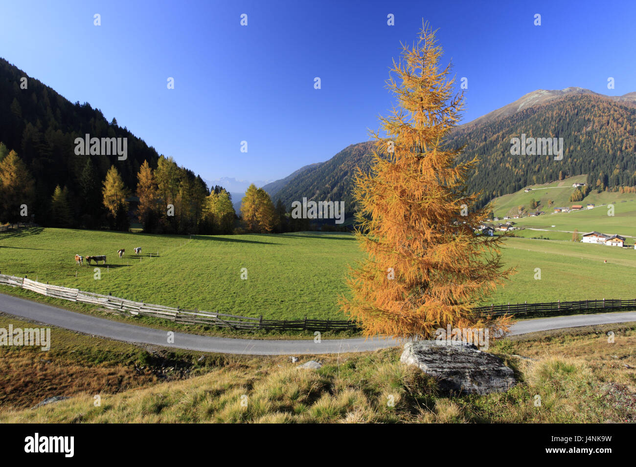 Italien, Südtirol, Gsiesertal, St. Magdalena, Lärche, Berglandschaft, Herbst, Stockfoto