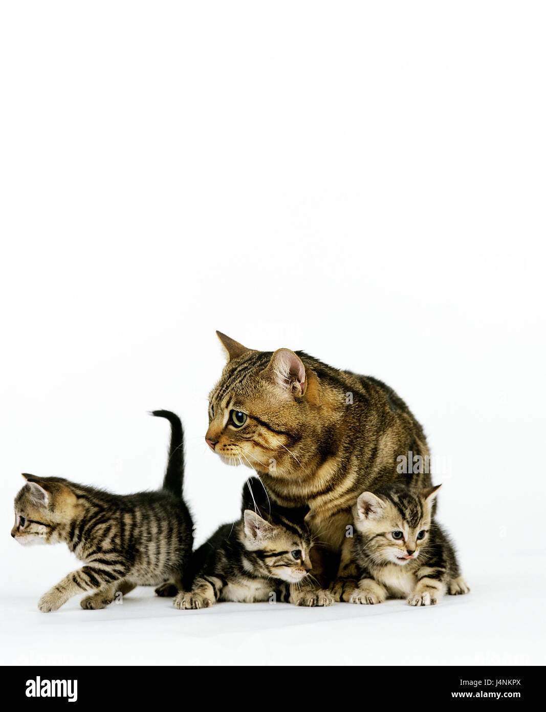 Europäische Hauskatze, braun gestromt, Mutter Tier mit Jungtieren, Stockfoto