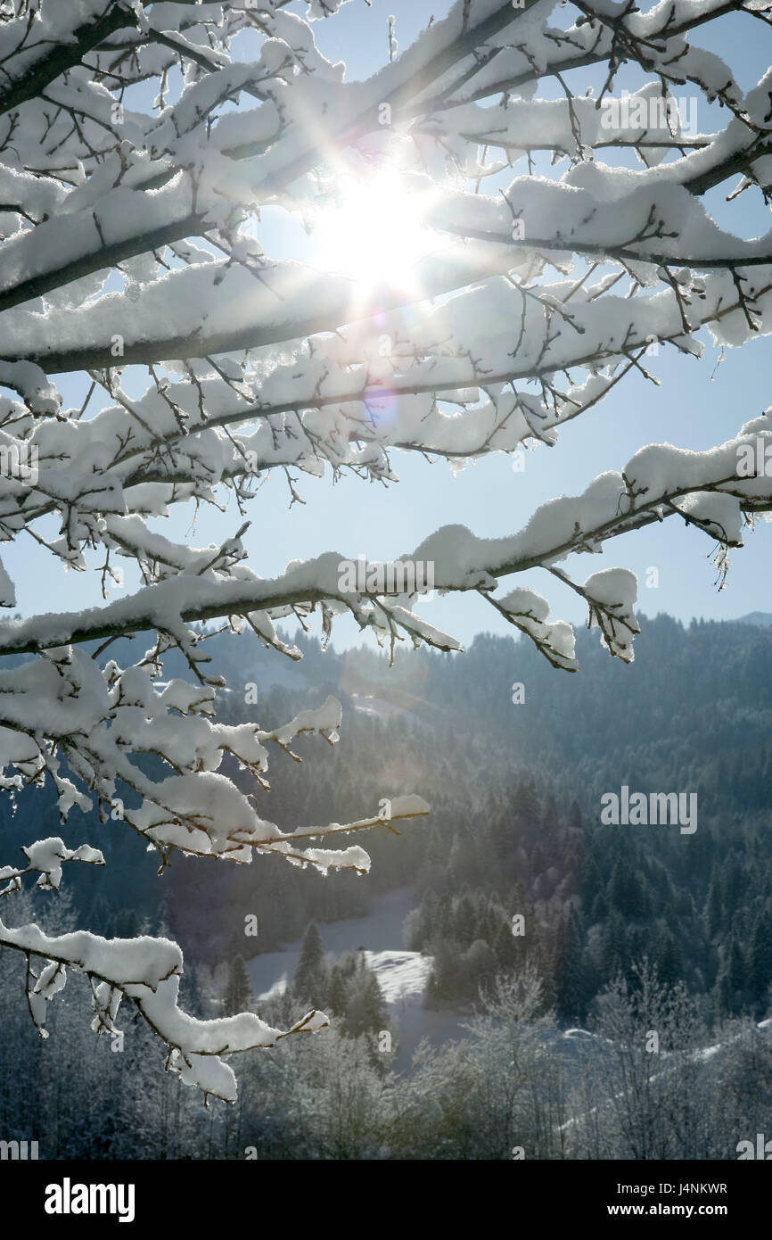 Deutschland, Bayern, Garmisch-Partenkirchen, Winterlandschaft, Zweige, Schnee, Gegenlicht, Süddeutschland, Oberbayern, Werdenfelser, Winter, winterliche, schneebedeckte, Holz, Bäume, Berge, Natur, Sonne, Sonnenschein, Himmel, blau, Stockfoto