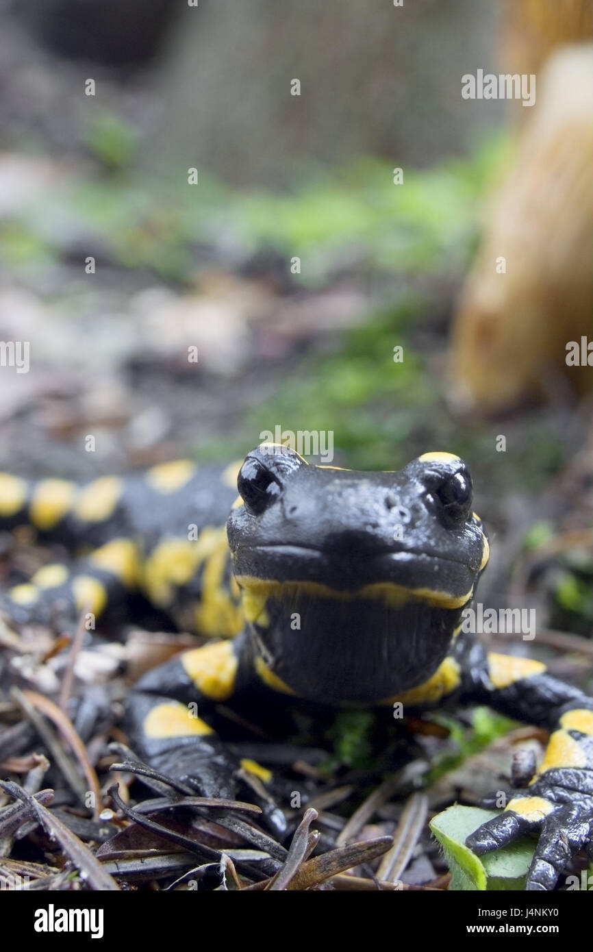 Salamandra Salamandra, Waldboden, Porträt, Spotted Salamander, Herbst ...
