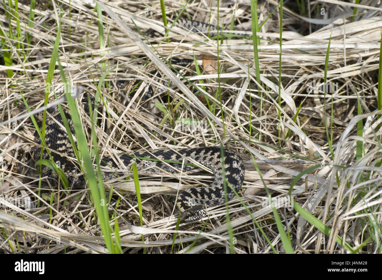 Wiese, gemeinsame Viper, Vipera Berus, kriechen, Deutschland, wilde Tiere, Tiere, Tierwelt, individuell, Erwachsene, Schuppenkriechtiere, individuell, Warteschlange, giftige Schlange, Reptilien, Viper, Vipern, ovovivipar, giftig, grau, Wind, kleiner Mann, Männlich, gefährdet, droht, Natur, gewellt, mittlere close-up, niemand, Stockfoto