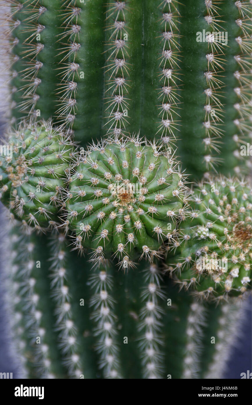 Mexiko, Cuahuila, Kaktus, Cactaceae Astrophytum Capricorne, Nahaufnahme, Stockfoto