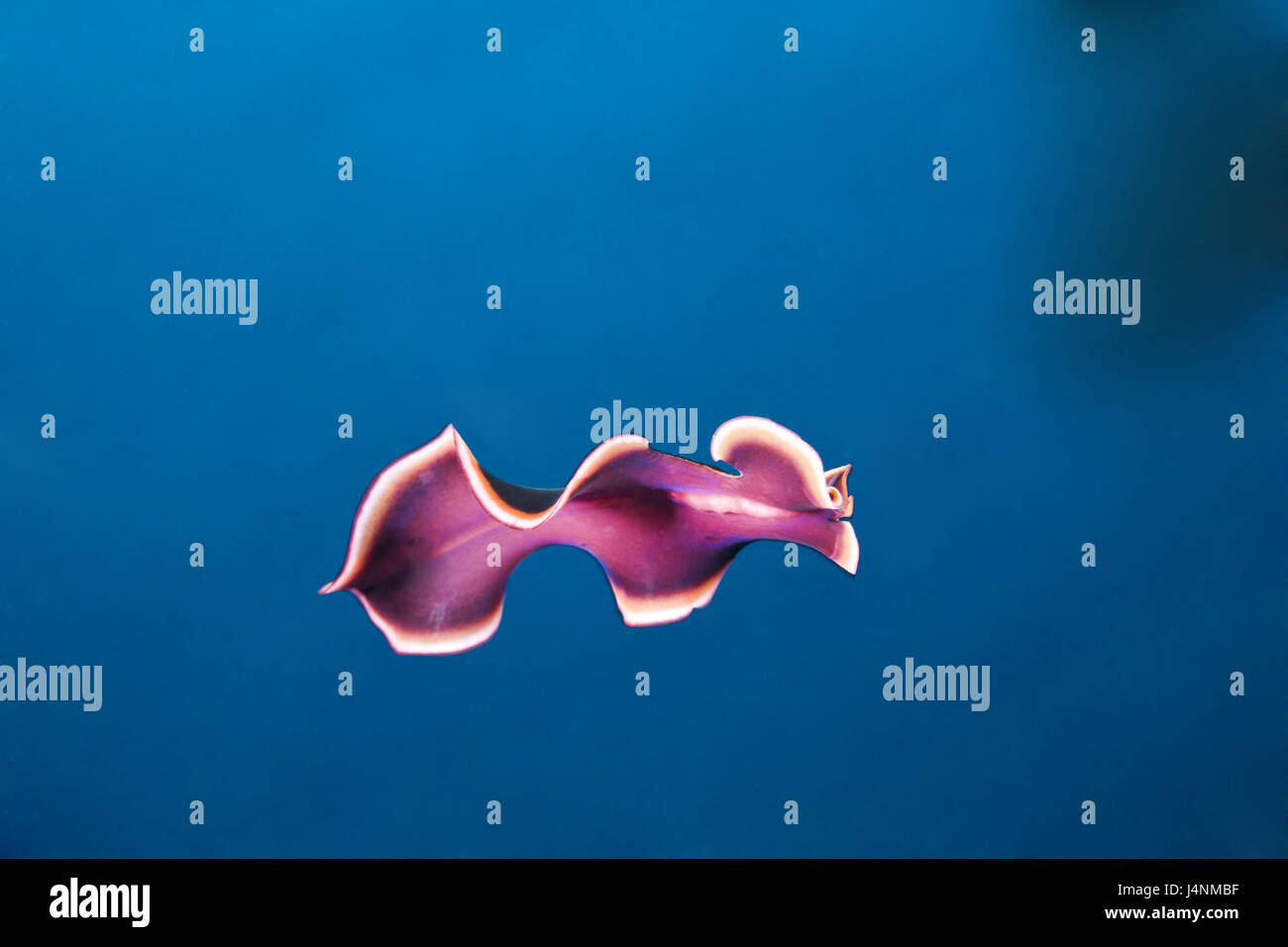 Flacher wurm Fotos und Bildmaterial in hoher Auflösung Alamy