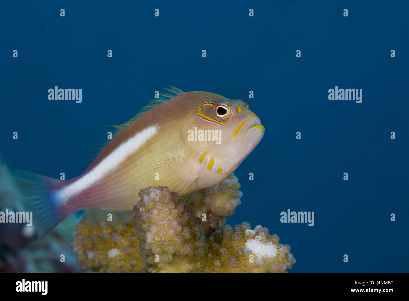 Unterwasser-Aufnahme, Monokel-Koralle Guard, Paracirrhites Arcatus, Stockfoto
