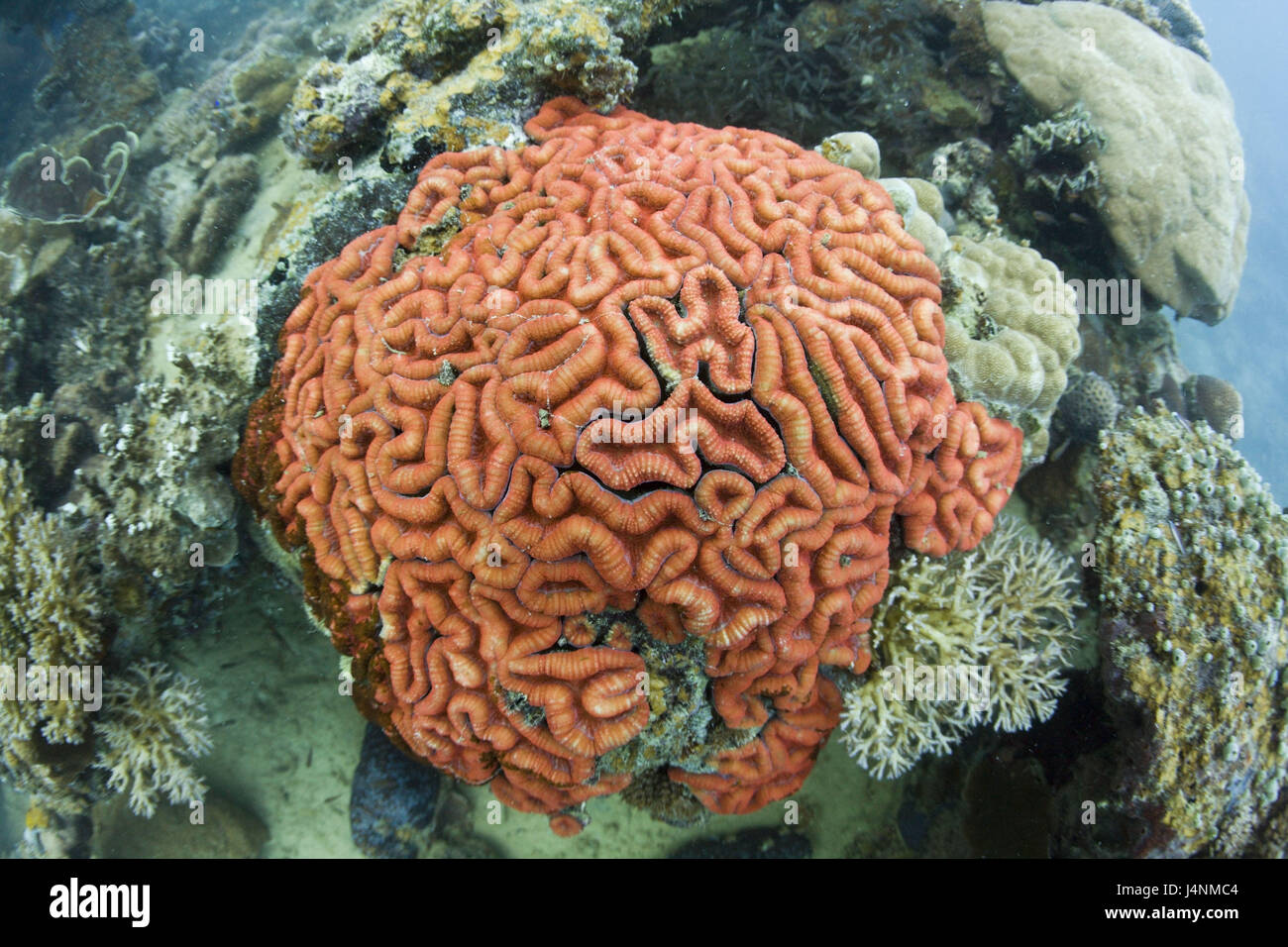 Unterwasser Aufnahmen, Palau, Gehirne Koralle, Coral Fluoreszenz, natürliches Licht, Stockfoto