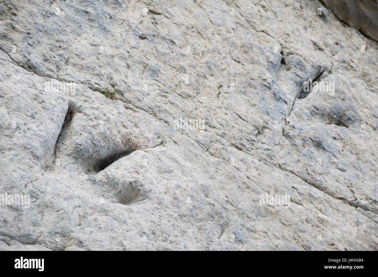 Spuren des theropode Dinosaurier. Valdecevillo Ort in der Nähe von ENCISO Dorf, La Rioja, Spanien. Stockfoto