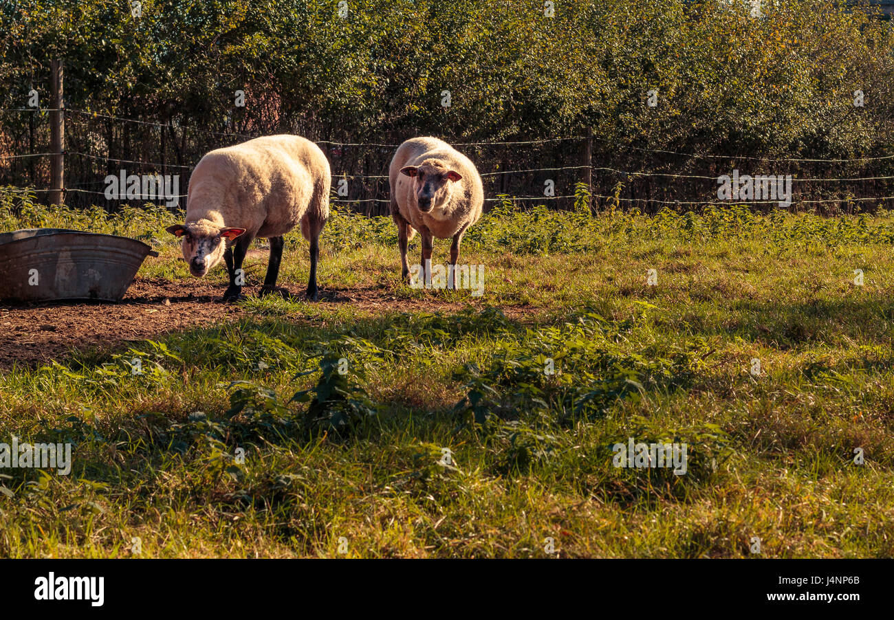 2 weiße Schafe auf einer Wiese vor der Kamera zu posieren. Flämische Landschaft in Het Zwinne, Zoutleeuw, Flandern, Belgien Stockfoto