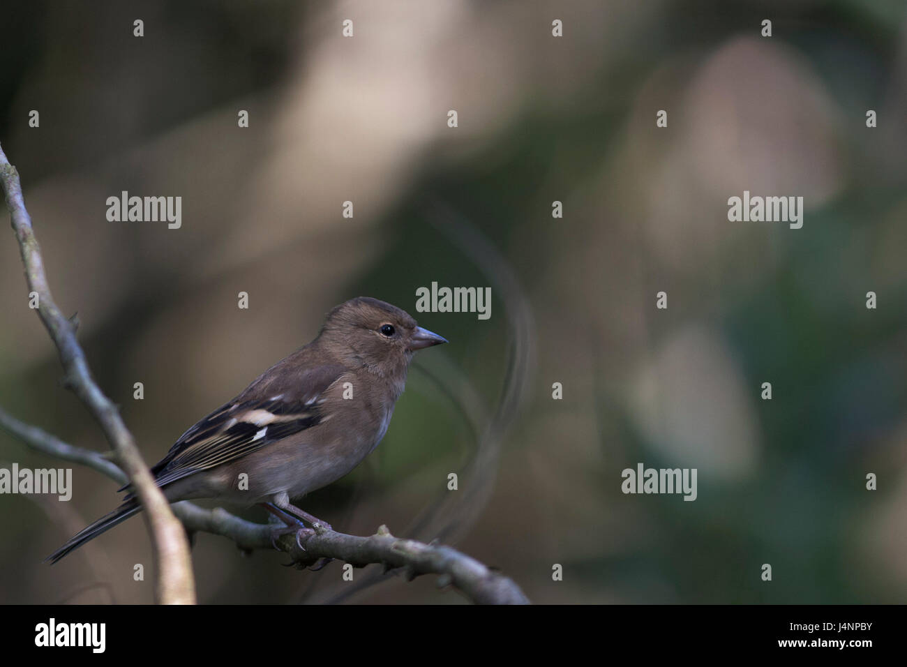 Weibliche Buchfink Stockfoto