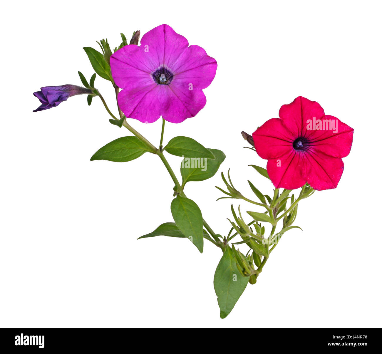 Zwei Stämme mit einer leuchtend rot und Magenta Blüten von Petunien (Petunia Hybrida) vor einem weißen Hintergrund isoliert Stockfoto