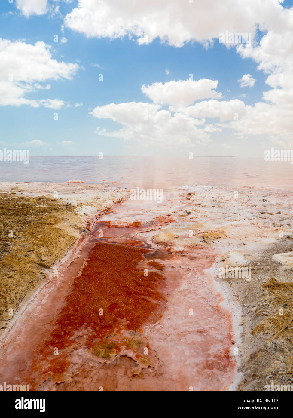 Rosa Salinen in Shannah, Oman. Detail der trockenen Fußes und Salzkristalle. Stockfoto