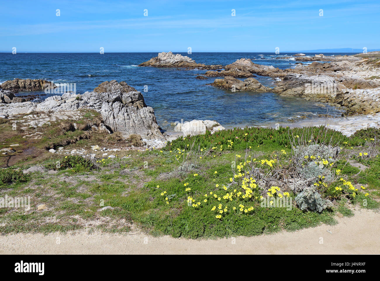 Surf, Felsen und Bermuda Buttercup (Oxalis Pes-Caprae) Wildblumenwiese in Asilomar State Beach Park auf der Monterey-Halbinsel in Pacific Grove, Cali Stockfoto