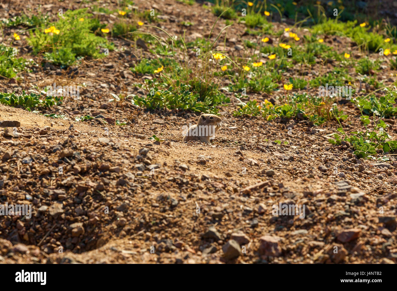 Wüstenrennmaus spähte aus seinem Loch, Natur und Tiere von Kasachstan Stockfoto