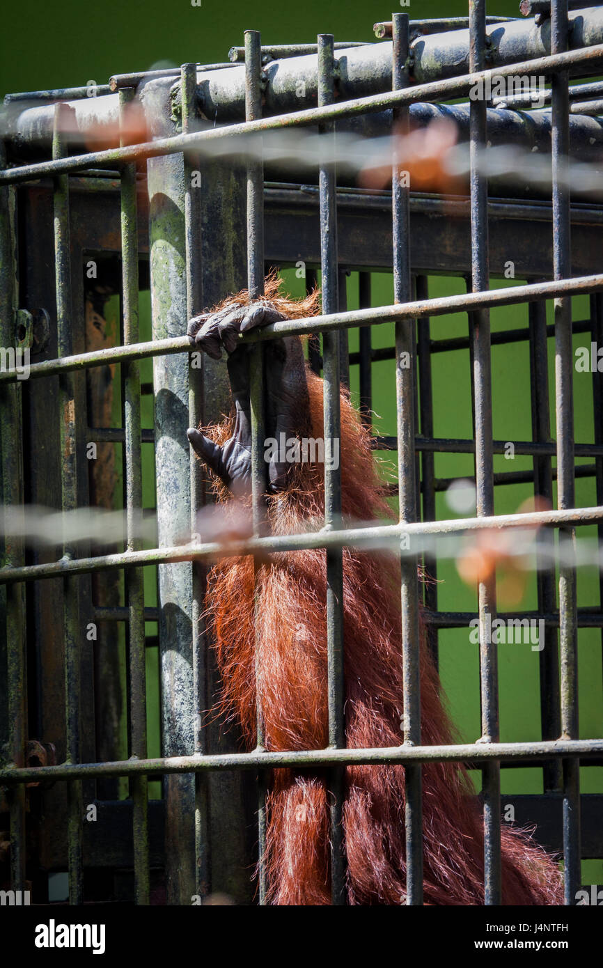 Orang-Utan Hände packende Bars von seiner Gefangenschaft Käfig in der Rehabilitation. Haarige Ingwer Orang Utan Arme bei einem Gastspiel in Gefangenschaft Stockfoto