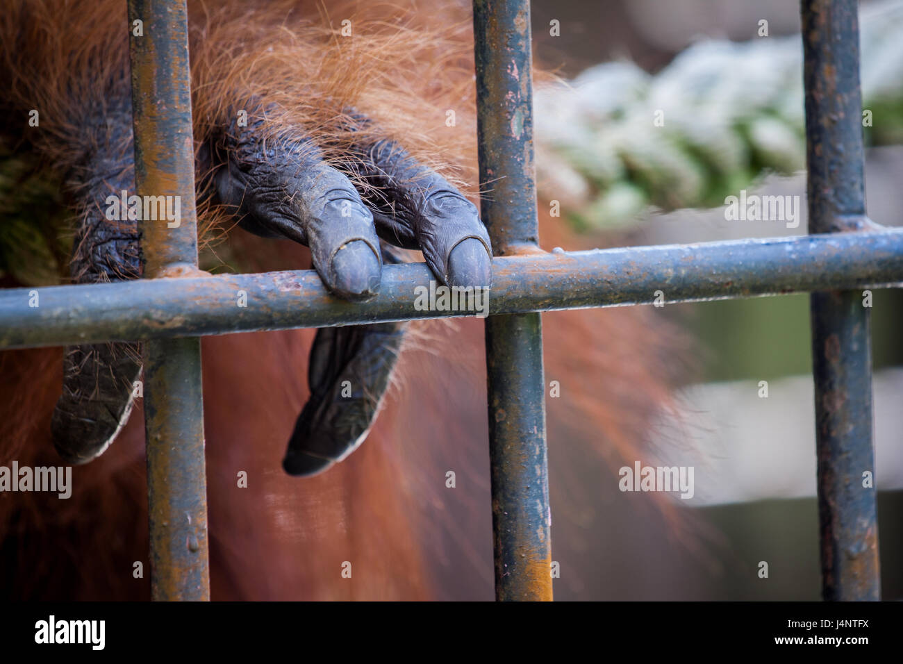 Orang-Utan-Hand berühren Käfig Eisenstangen in seinem gefesselt Zustand. Orang-Utans sind eine vom Aussterben bedrohte Spezies und brauchen oft Wildtiere Zentren zu pflegen Stockfoto