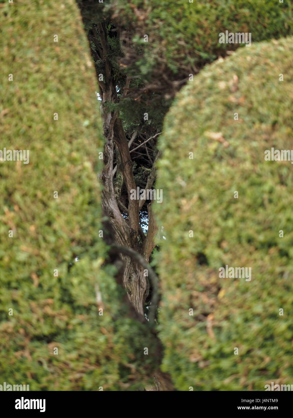 Ein Detail close up close-up Lücke in reich verzierten Laub Vordach geformte Cypress Tree Bäume im Parque del Retiro in Madrid, Spanien Stockfoto