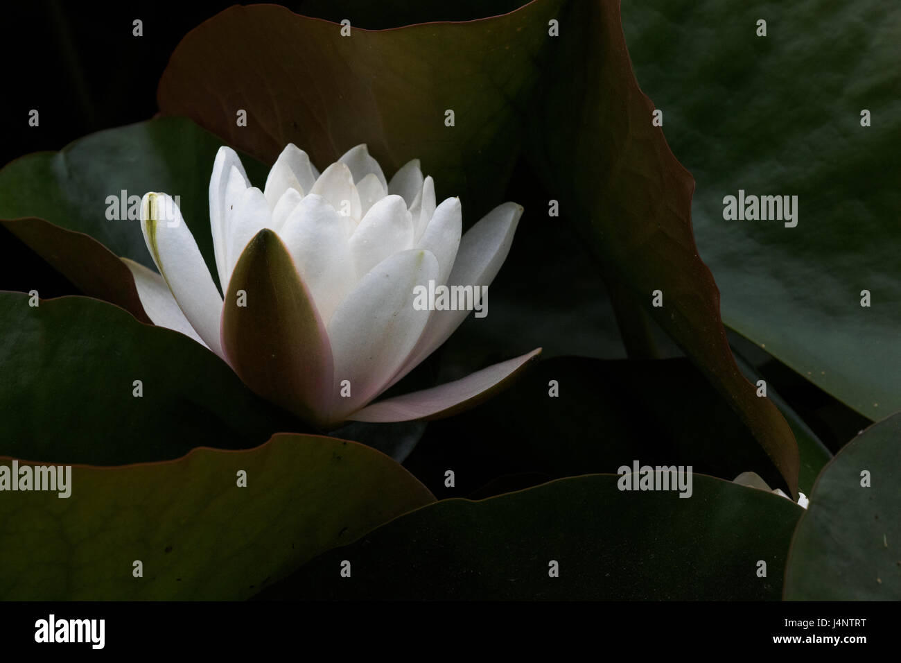 Ein Foto einer Wildwasser-Lilie Blume. Es scheint zu leuchten wie die Blätter im Schatten verloren gehen. Stockfoto