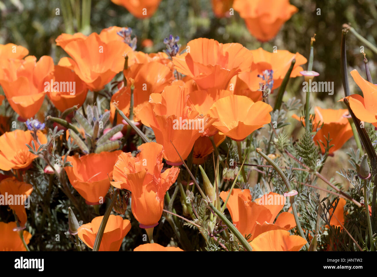 Bereich der California Poppies - Eschscholzia Californica, Frühjahr 2017, Lancaster Kalifornien USA Stockfoto