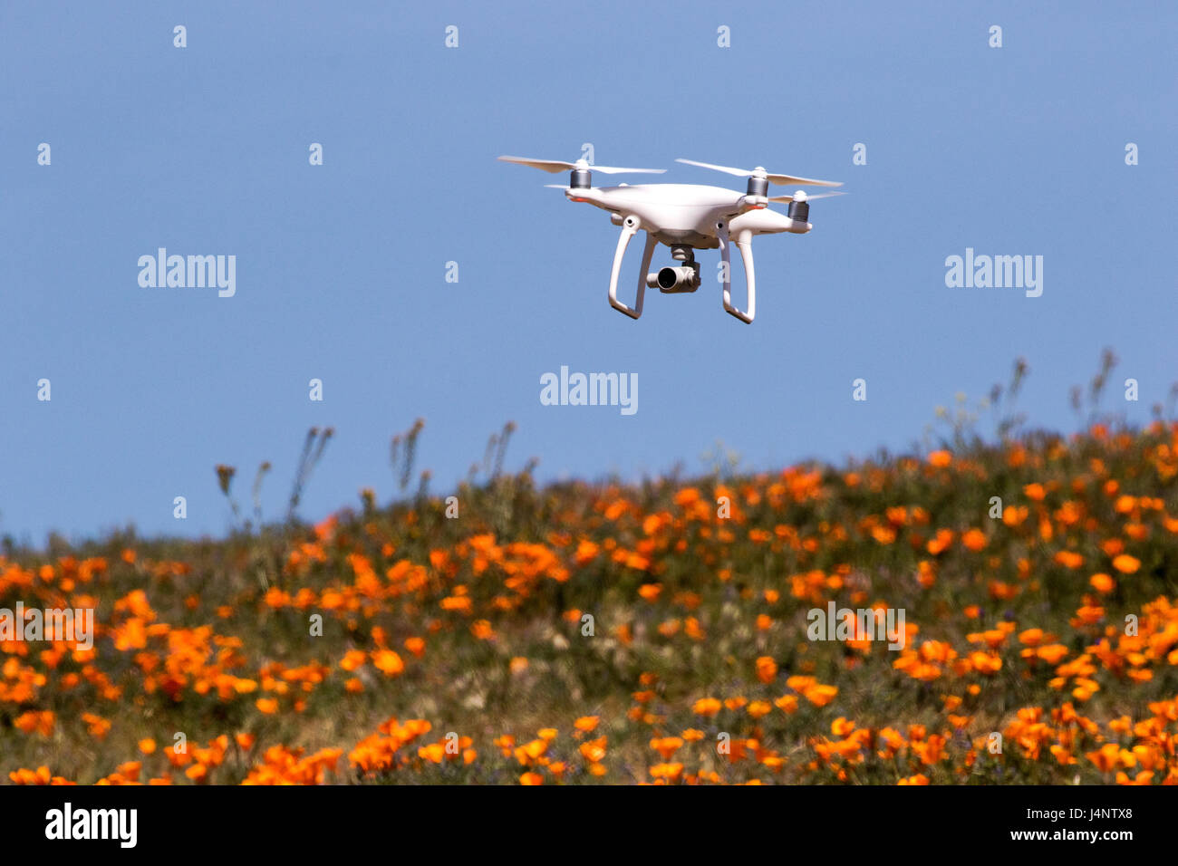 Eine Drohne fliegt über ein Feld von California Poppies - Eschscholzia Californica, Frühjahr 2017, Lancaster Kalifornien USA Stockfoto