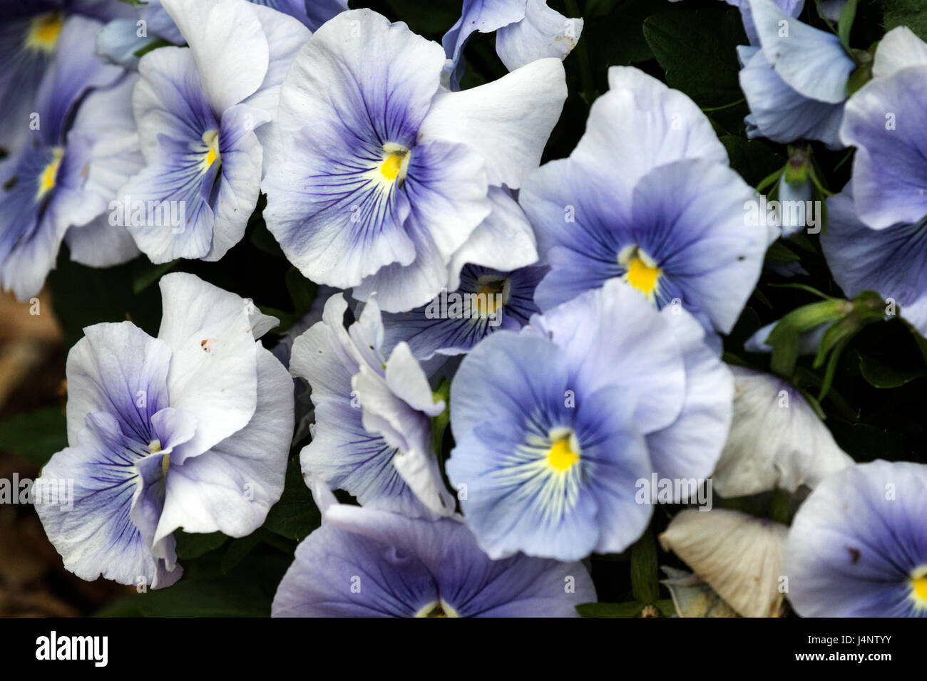 Ein ziemlich eng Foto dieser kleinen einzigartigen Blume. Stockfoto